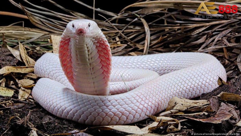 Berapa jumlah ular saat menguraikan mimpi?