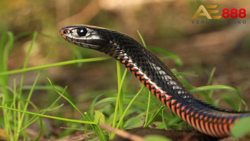 Berapa jumlah ular yang kamu lihat di kehidupan nyata?