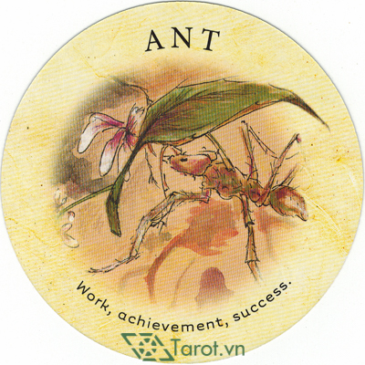 Lá bài Ant trong bói bài Trà
