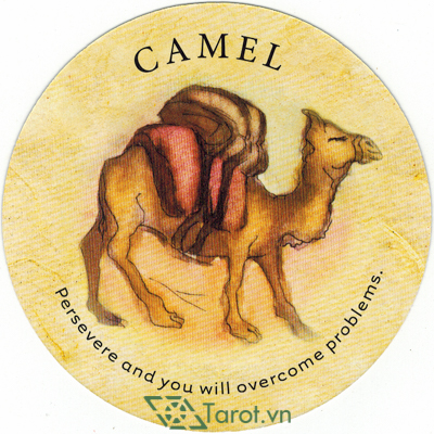 Lá bài Camel